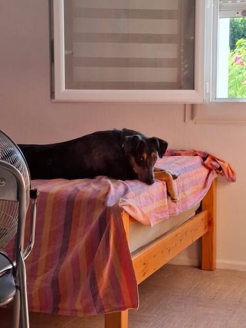 Chien VAIANA à l adoption 210 26200 Montlimar