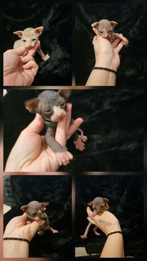 Chatons sphynx 1300 59400 Cambrai