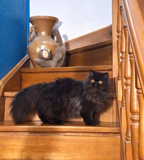 CHATON PERSAN 1000 30340 Rousson