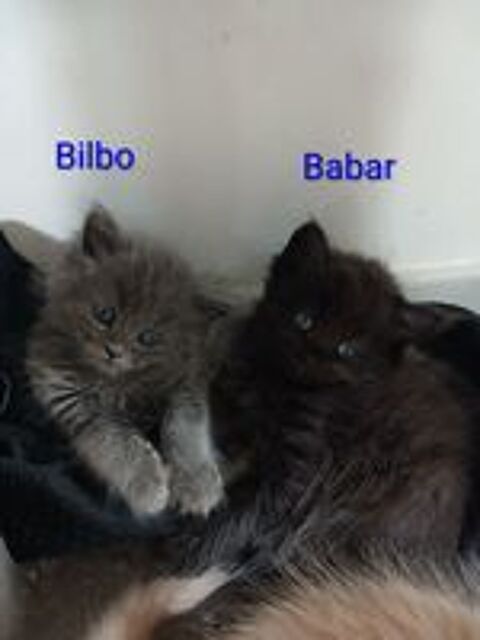   6 chatons maines coon croisés persan (4 males et 4 femelles) 