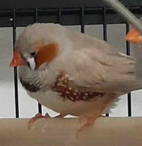   Mandarins 