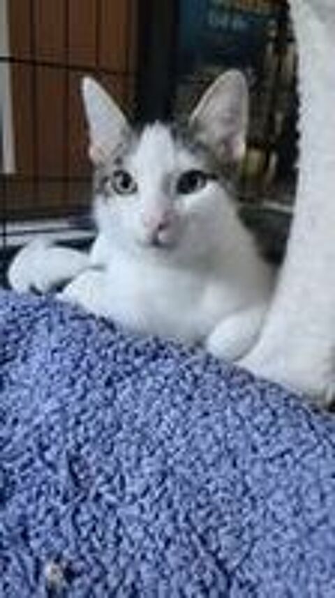   Chat TOKYO à l adoption 