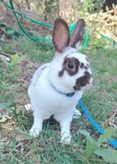   Lapin nain rex 