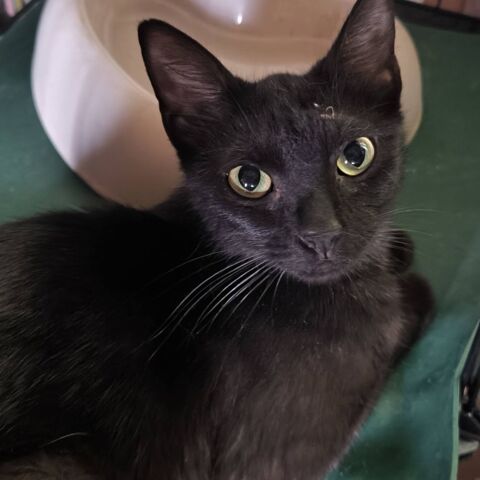 BAGHEERA 0 26740 Savasse