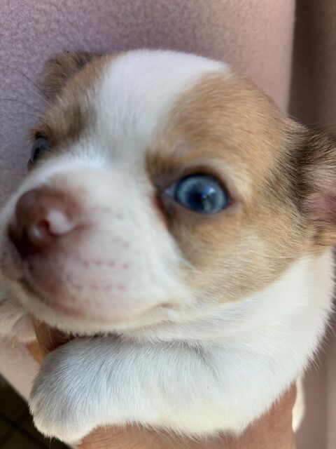 A r&eacute;serv&eacute; 790 86320 Lussac-les-ch�teaux