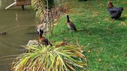   canard d'ornement 