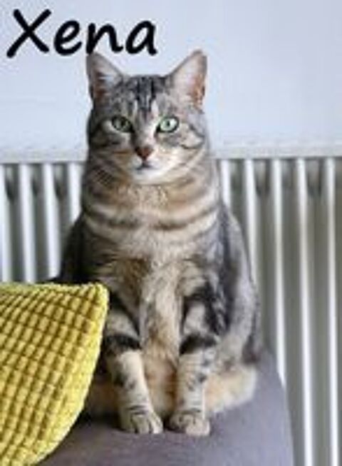   XENA, adorable minette douce et joueuse  mettre en confiance 