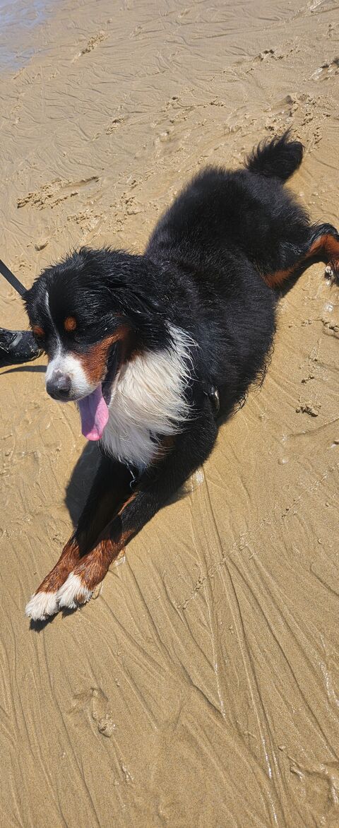 Chien bouviers bernois de 2 ans et 7 mois 300 89200 Avallon