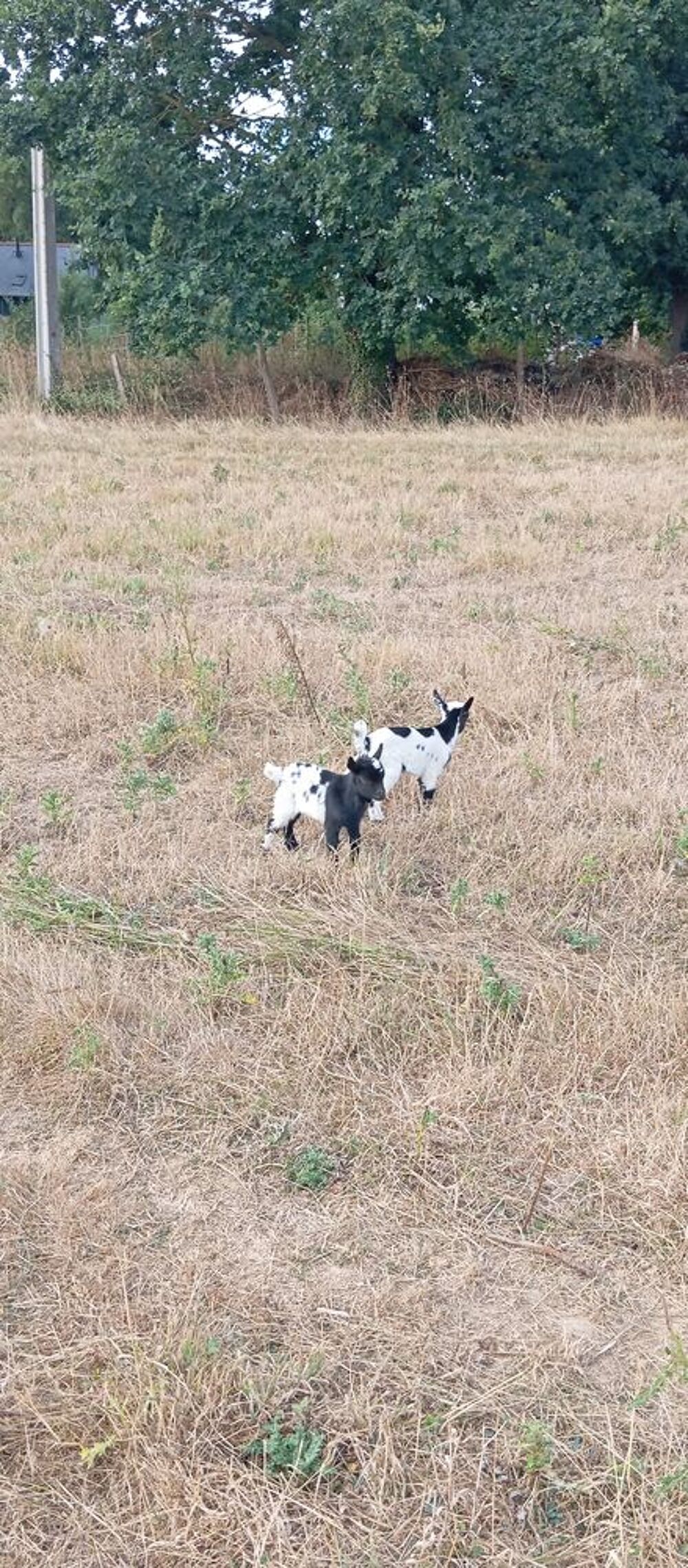   Chevreaux à réserver 1 femelle et un mâle castré 