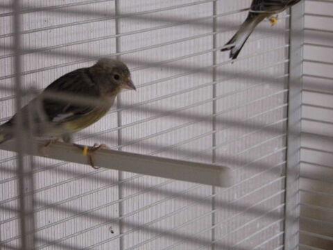 canari raza espagnol 25 27150 Boisemont