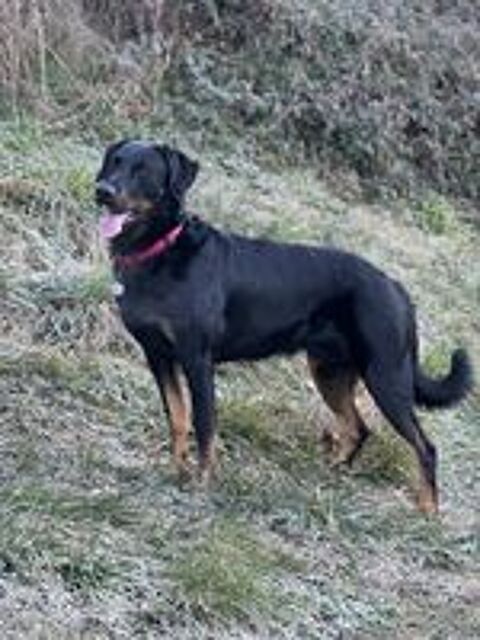   Beauceron cot 4, Dys A/A, coudes 0, PL-1-n/n, pour saillie 