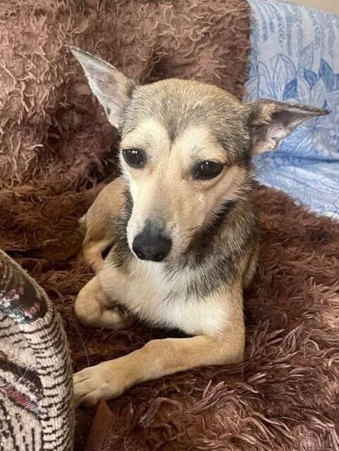 KNOPA SE TROUVE DANS UN REFUGE EN UKRAINE RESERVEE 0 75018 Paris