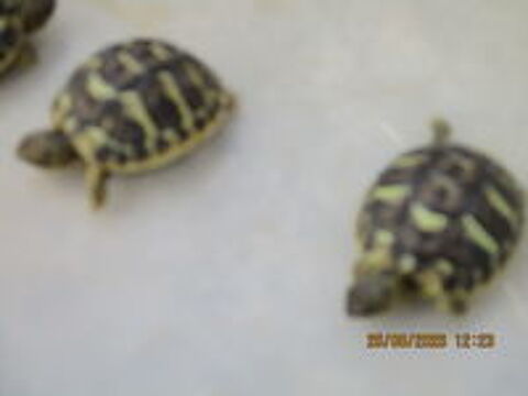   tortues de terre (juvéniles) 