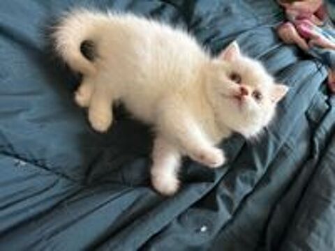   Chaton British Shorthair LOOF 