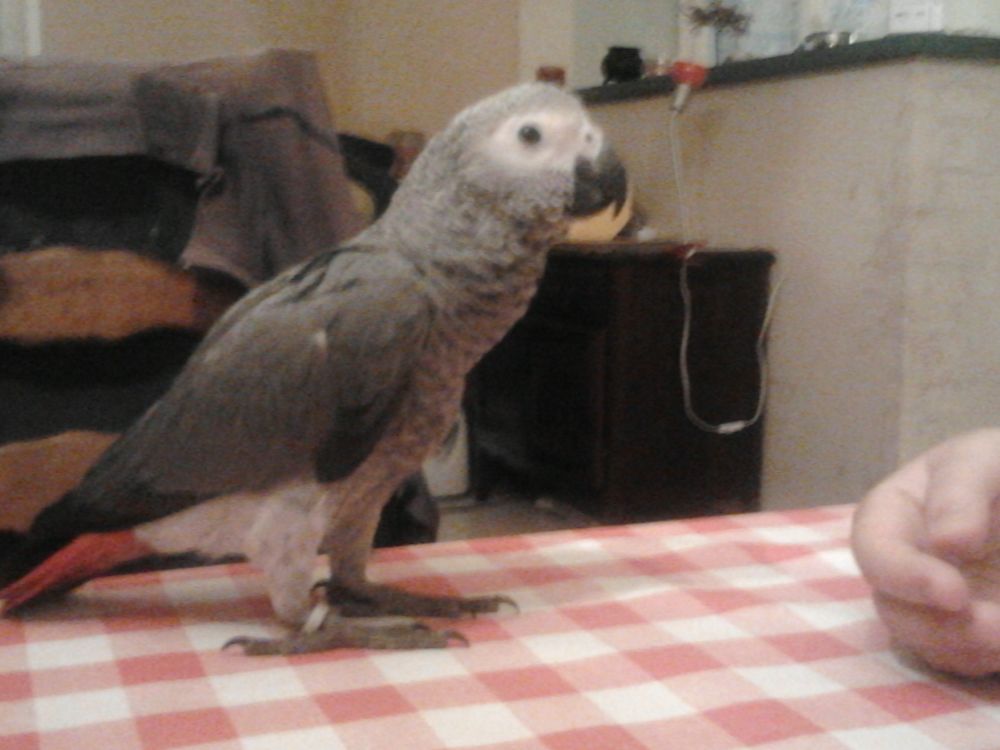   Couple perroquets Gris du Gabon volé chez moi 