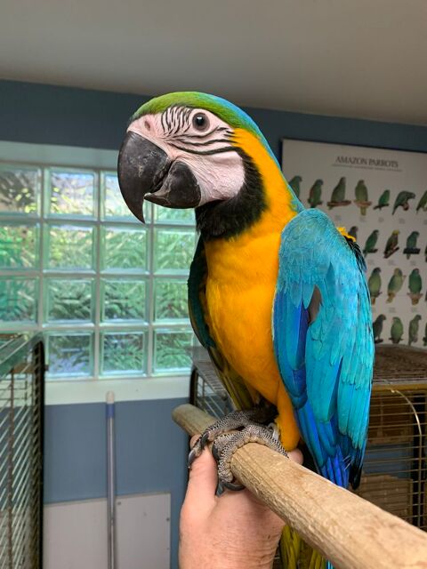 ara ararauna perroquet 1400 86000 Poitiers