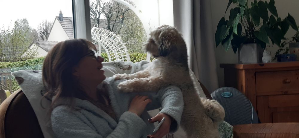   Garde de chien 