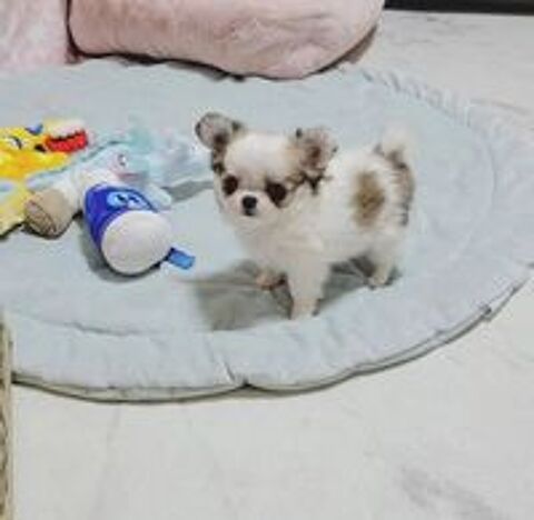   Mignons chiots Chihuahua  