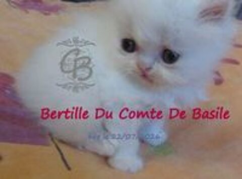   Chatons disponibles  