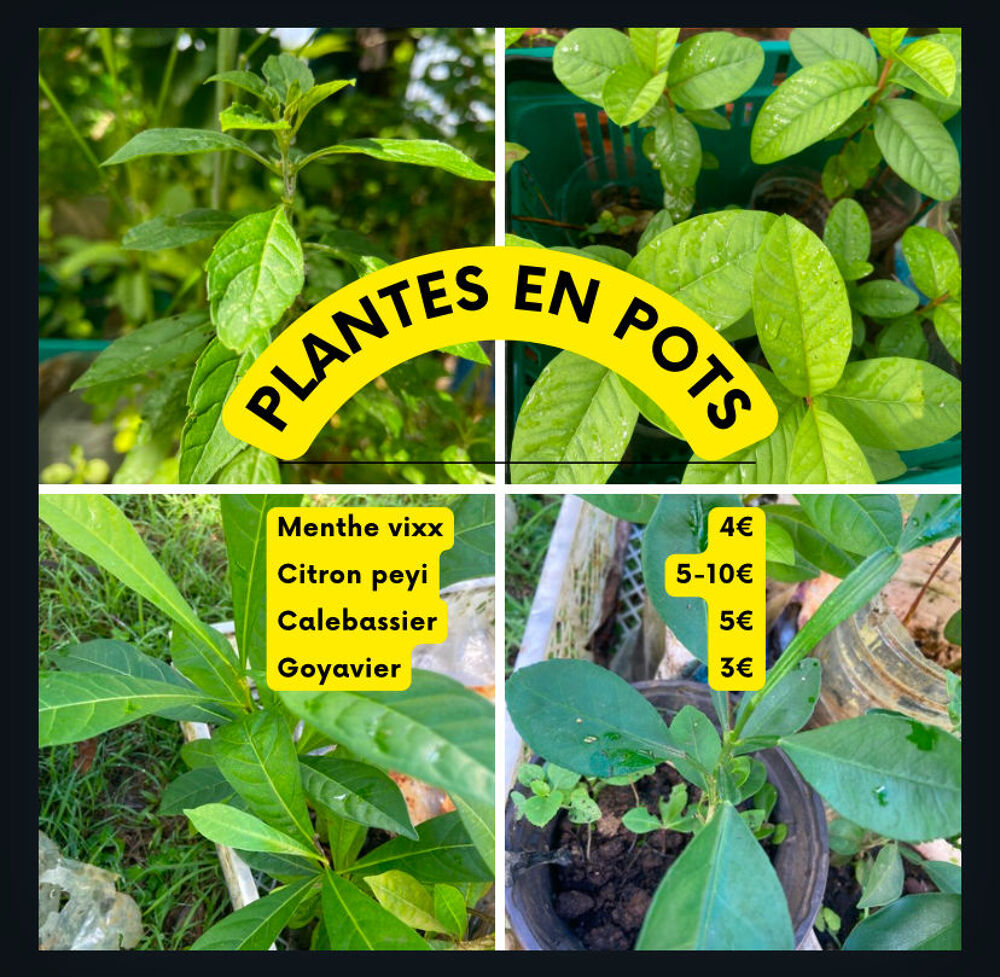Plantes en pot Jardin