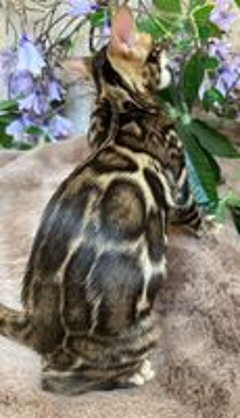   Chaton Bengal femelle Brown tabby spotted, rosettes XXL 