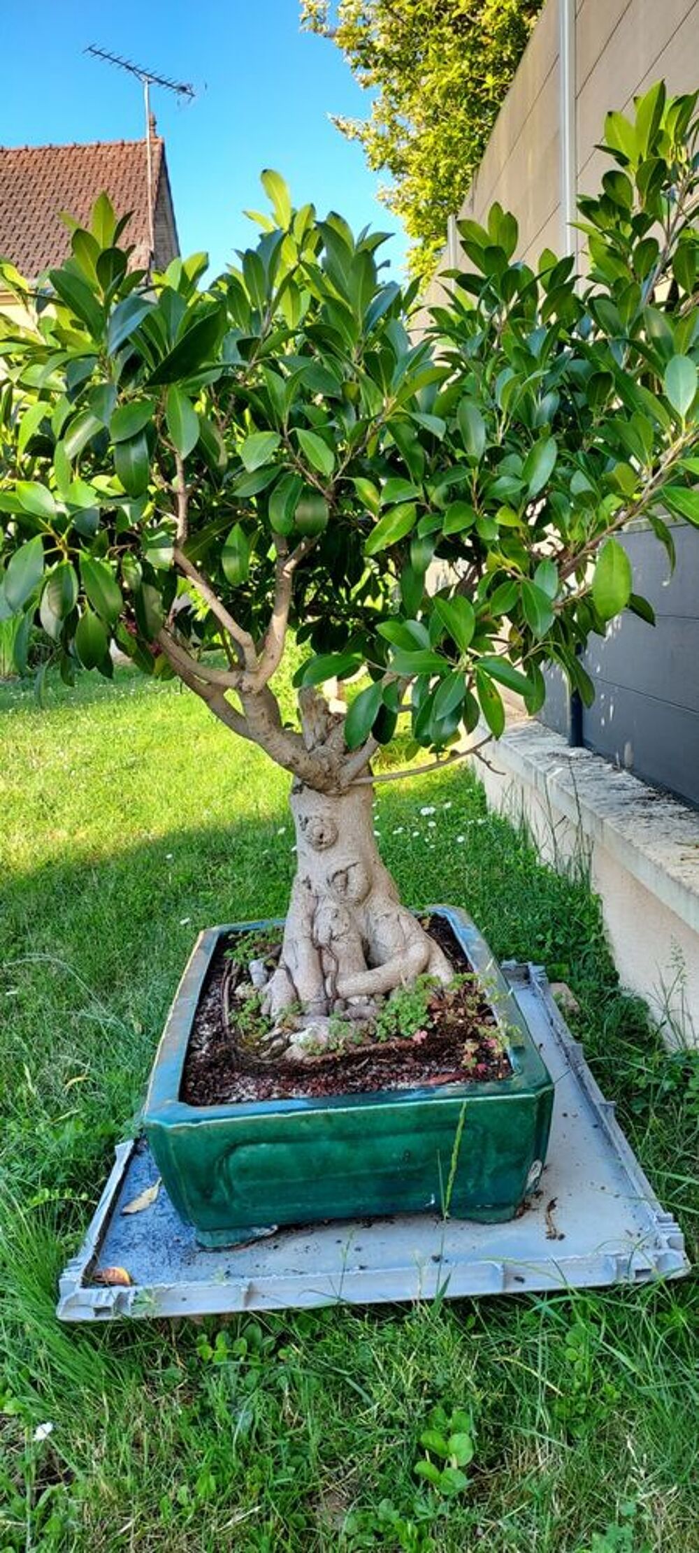 Bonsai Ficus Jardin