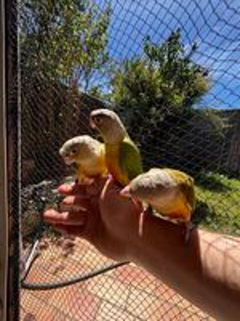   Jeune 2026 Conure ananas  