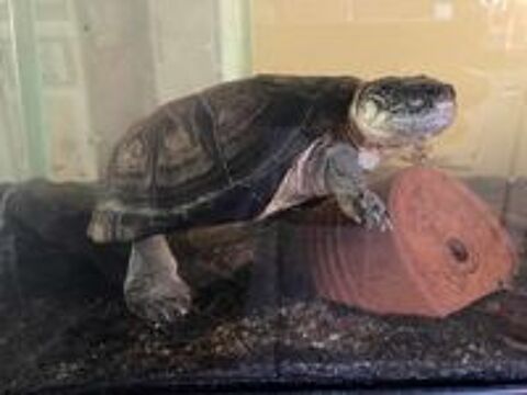   CAROLIN, adorable tortue Pélusios Castaneus à l'adoption 