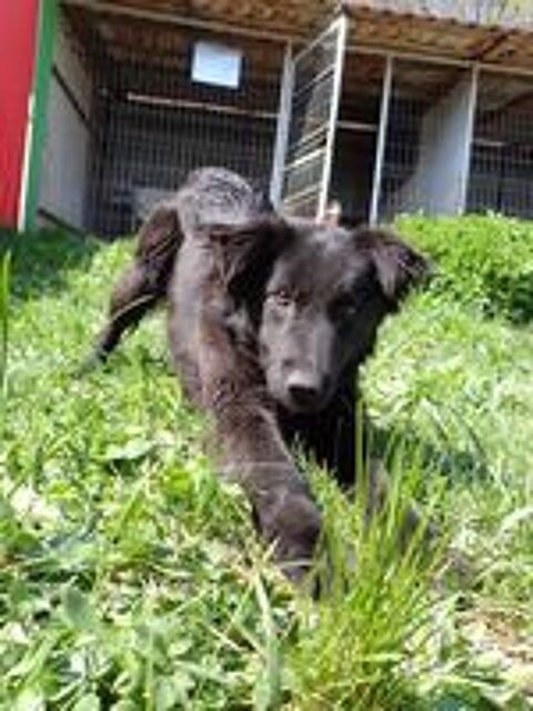  Stylish � l'adoption 