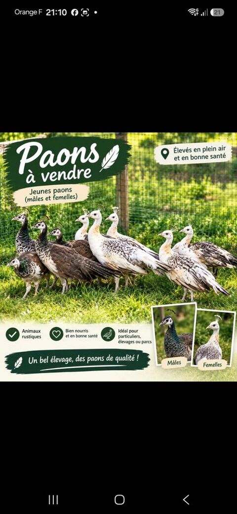 Splendides paons de l annee m&acirc;le et femelle 110 58200 Cosne-cours-sur-loire