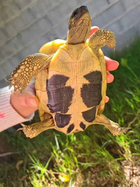 tortue 105 Bziers (34)