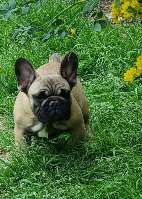  Chiots mâles Bouledogue français lof 1000 17000 La rochelle