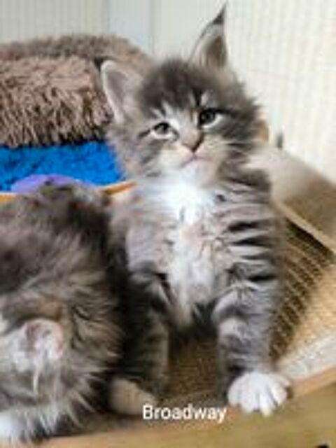   Chatons femelle Loof 