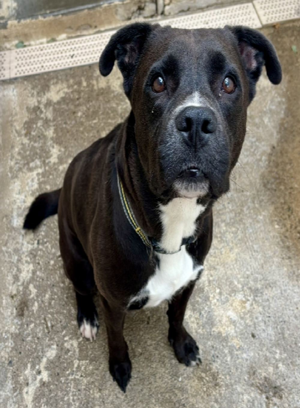   BALLONDOR, cane corso 5 ans 