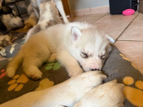 Husky 600 85390 Mouilleron-en-pareds