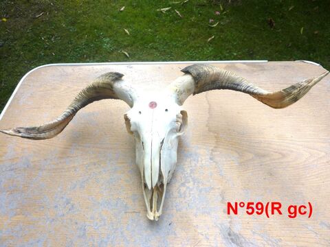 Animal naturalis� 20 Saint-M�dard-en-Jalles (33)