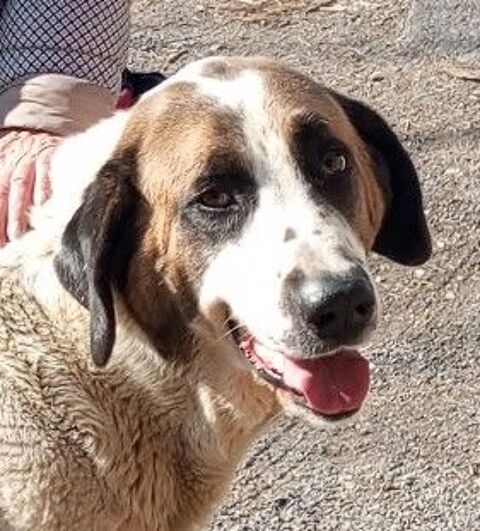 BISON, saint bernard 2 ans 220 34500 B�ziers