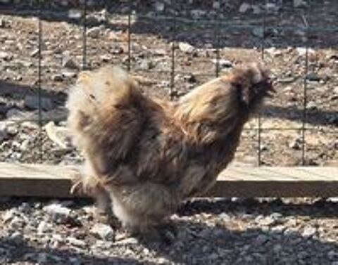   1 coq silkie chocolat 