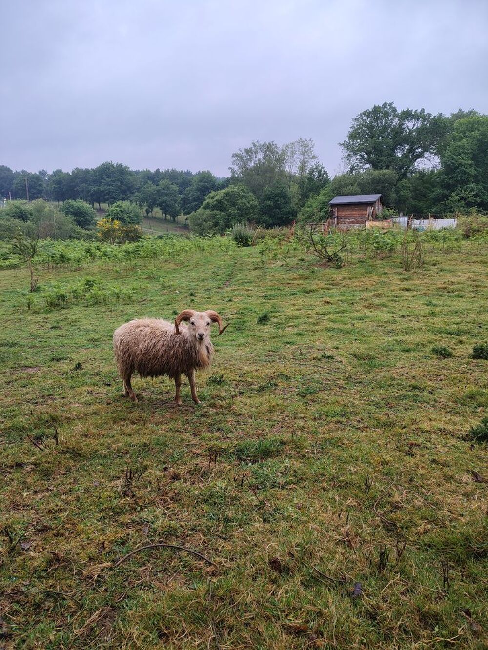   Moutons d'ouessant 