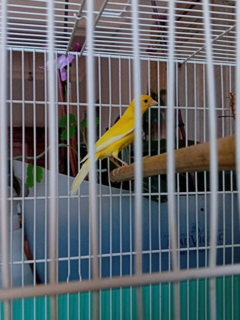 Canari Male  Razza / Rheinelender 25 34120 Pézenas