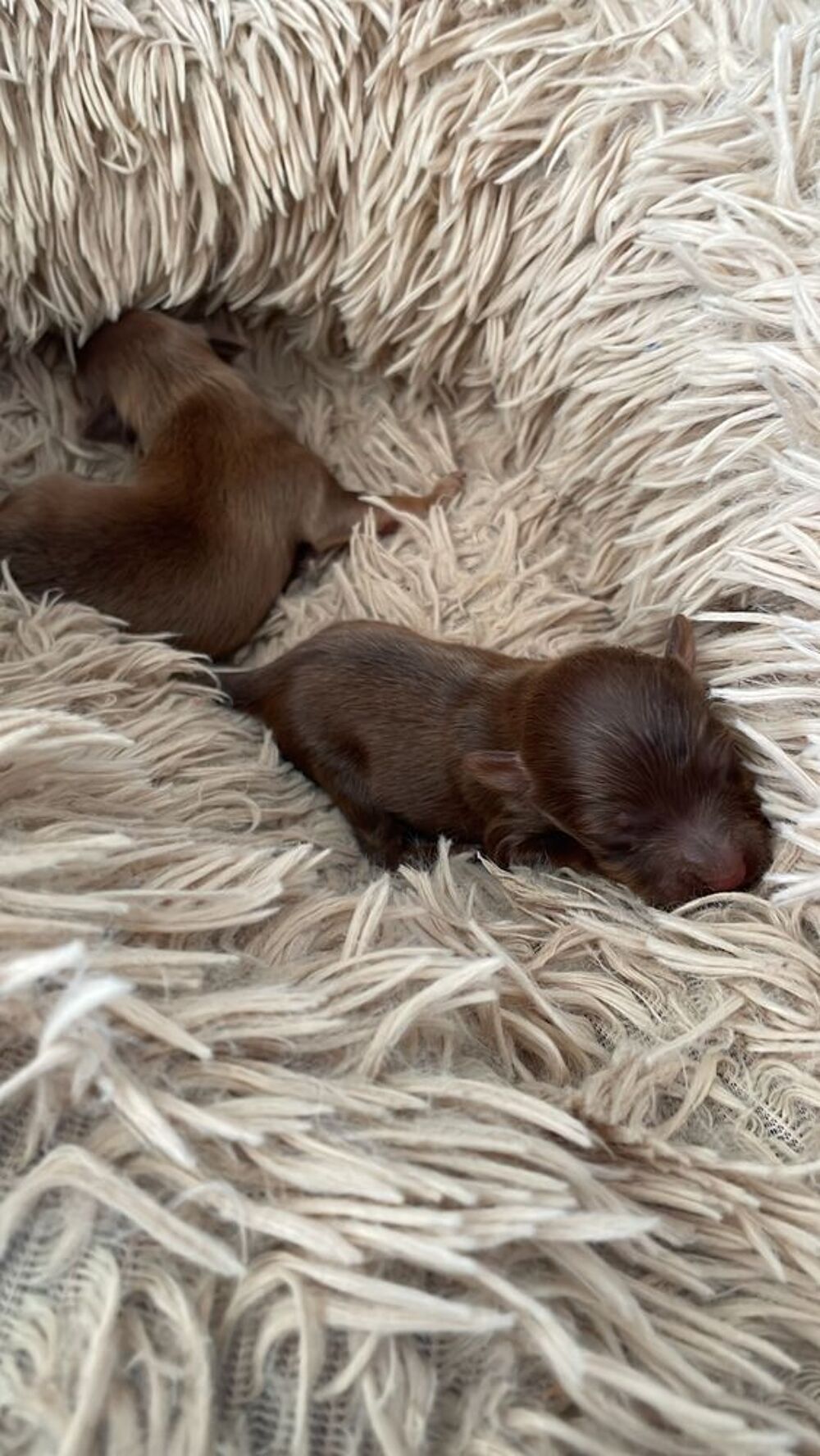   petit chien russe poils long 1 mâle  disponible LOF 