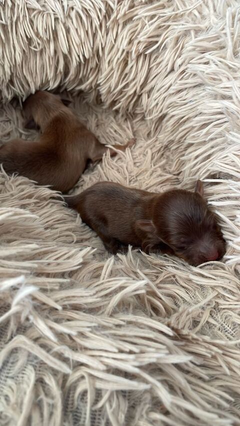 petit chien russe poils long 1 m&acirc;le  disponible LOF 2000 14500 Campagnolles