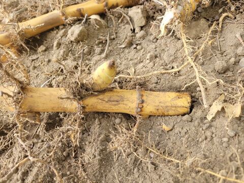 RHIZOMES DE BAMBOUS GÉANTS 12 Millas (66)