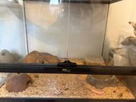   Gecko léopard femelle + terrarium et accessoire   