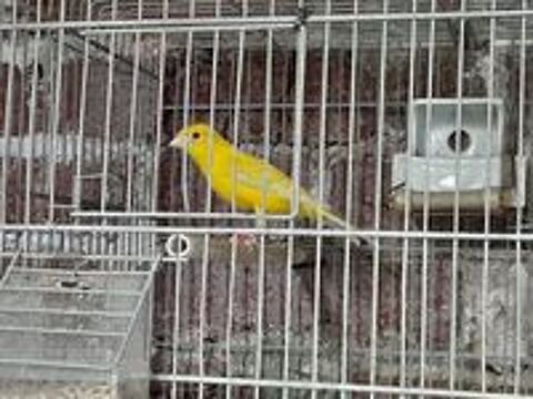   MALE CANARI RAZA JAUNE 2024 