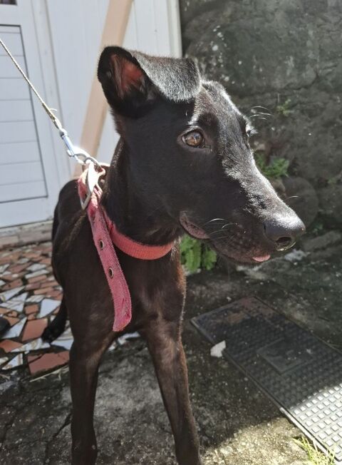 Dusty, mâle croisé berger, né le 15/06/2025 &#128054; 300 33000 Bordeaux