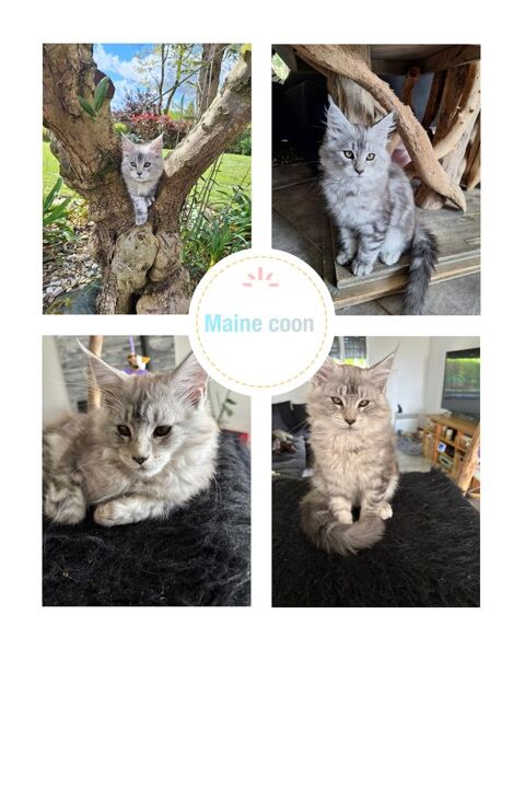 Chaton Maine coon 1400 35190 Miniac-sous-bcherel