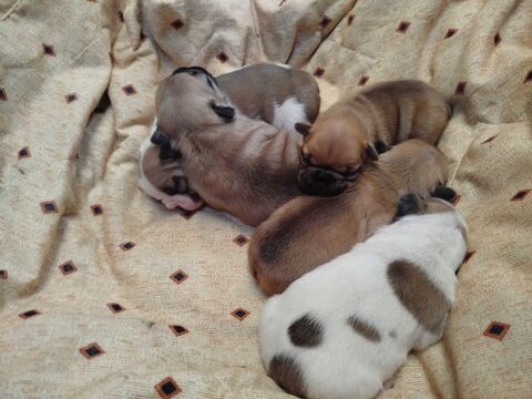 chiot bouledogue - 5 femelles 0 44860 Pont-saint-martin