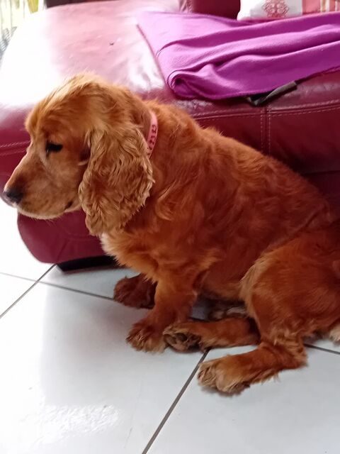 DONNE CHIEN COCKER ANGLAIS 0 03250 Laprugne