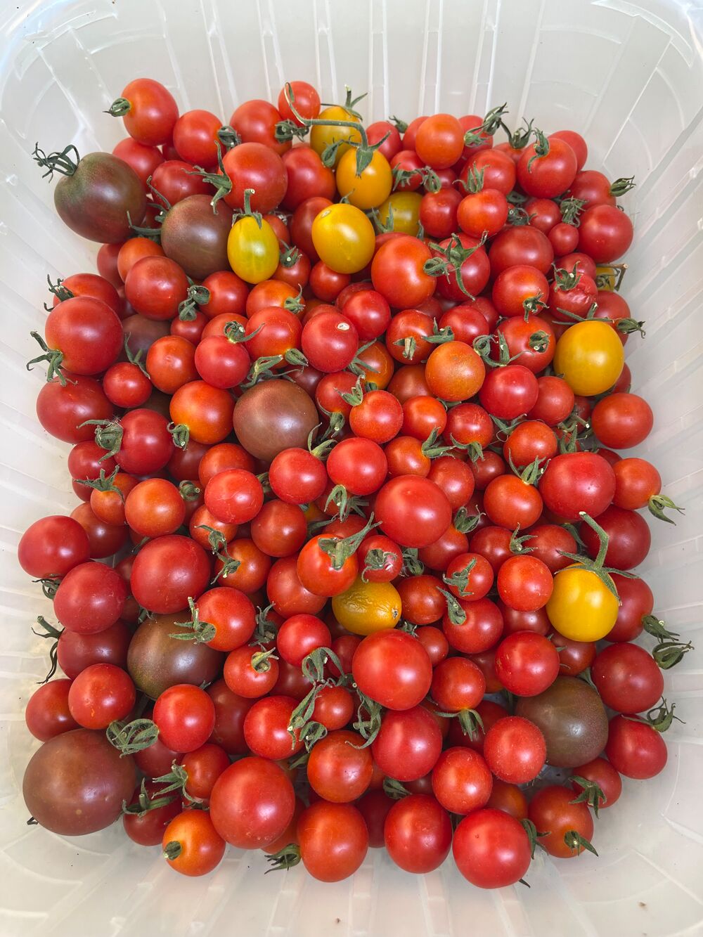 L&eacute;gumes bio de mon potager Jardin